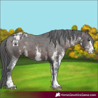Horse Color:White Spotted Brown Appaloosa