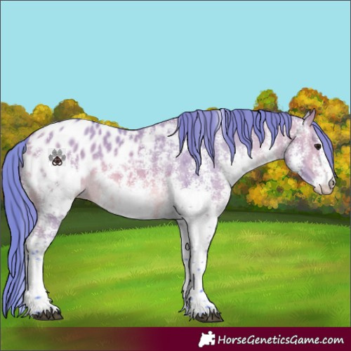 Horse Color:Watercolor White Spotted Bay Dun Appaloosa 
