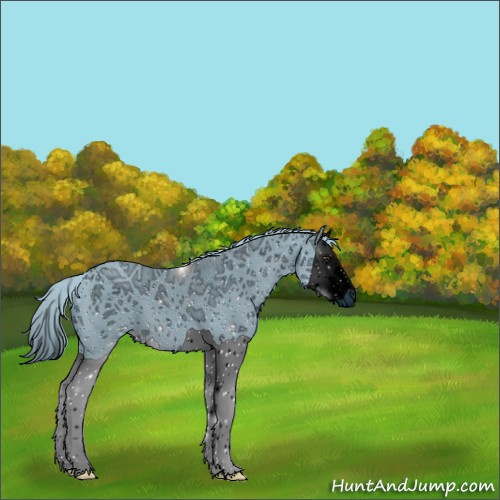 Horse Color:ERROR: UNKNOWN ANOMALY