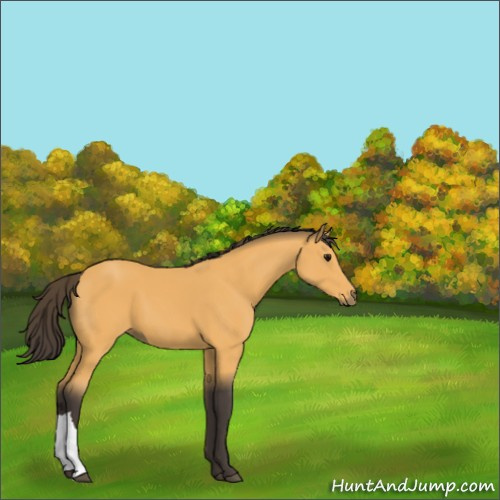 Horse Color:Buckskin