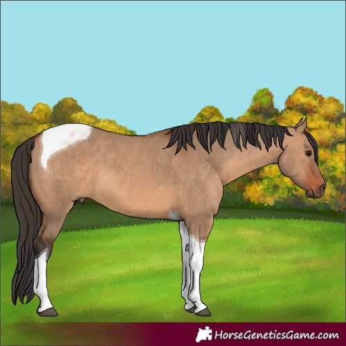 Horse Color:Bay Dun Tobiano 