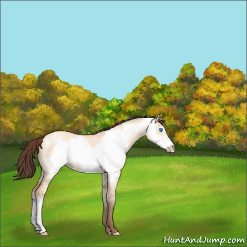 Horse Color:Amber Champagne Dun Frame 