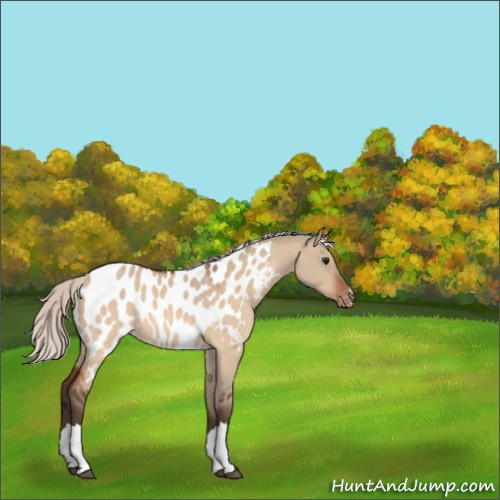 Horse Color:Silver Bay Dun Appaloosa 