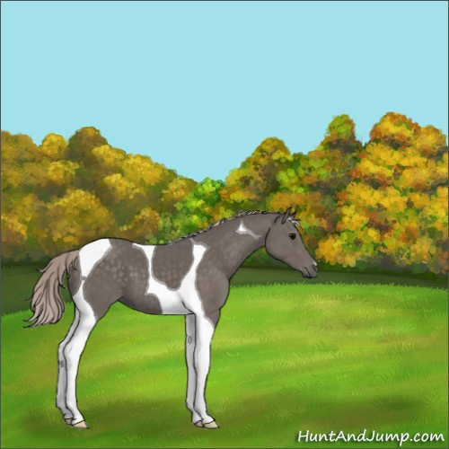 Horse Color:Silver Black Tobiano