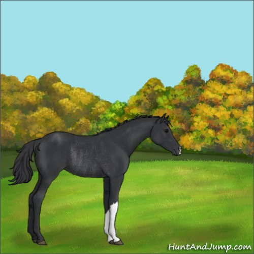 Horse Color:Black Rabicano 