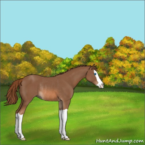 Horse Color:Chestnut Splash Rabicano