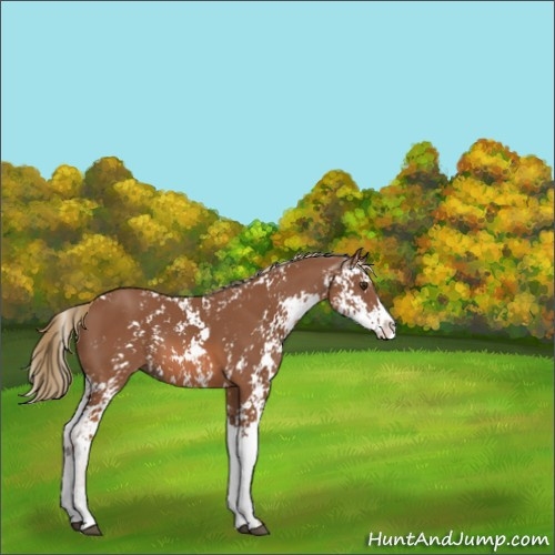 Horse Color:Chestnut Sabino 