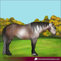Horse Color:Gray Bay 
