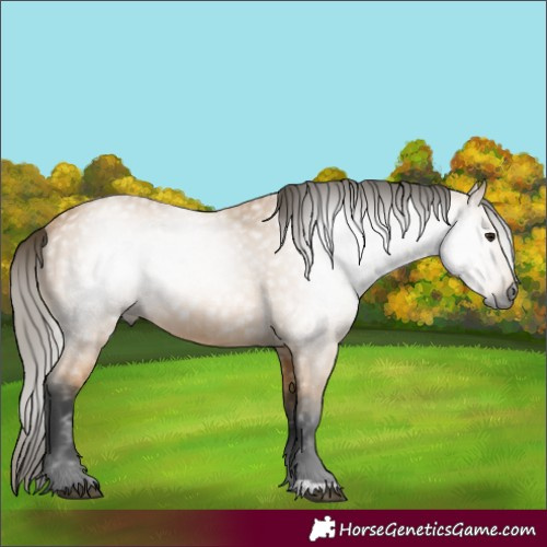 Horse Color:Gray Buckskin 