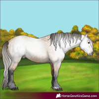Horse Color:Gray Buckskin