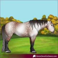 Horse Color:Gray Bay 