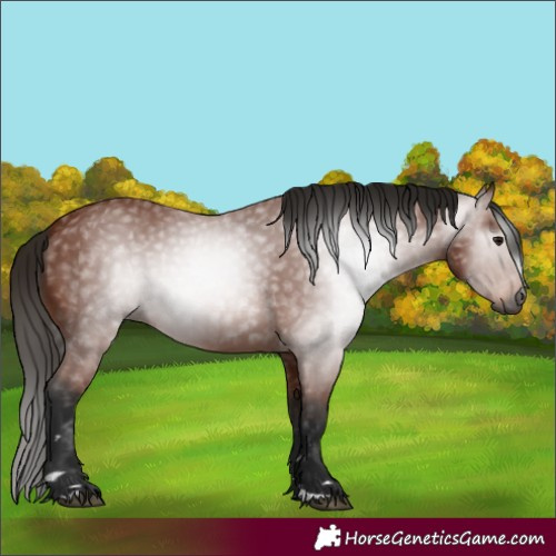 Horse Color:Gray Bay