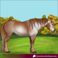 Horse Color:Gray Chestnut 
