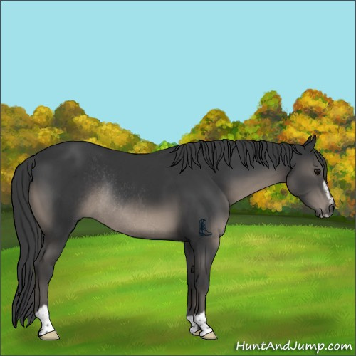 Horse Color:Black Sabino Rabicano 