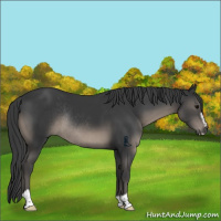 Horse Color:Black Sabino Rabicano 