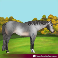 Horse Color:Gray Brown Appaloosa