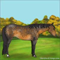Horse Color:Buckskin 