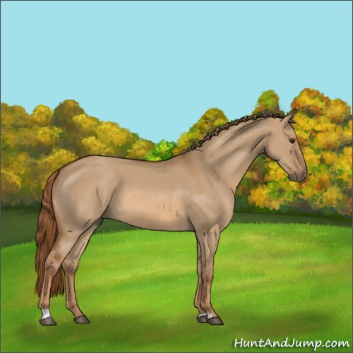 Horse Color:Red Dun 