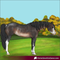 Horse Color:Brown Sabino Rabicano 