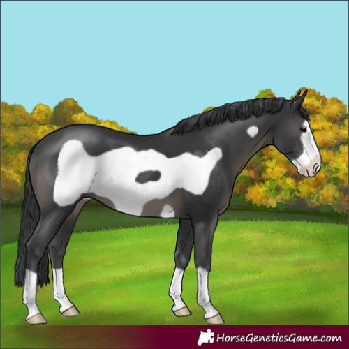Horse Color:Black Frame