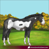 Horse Color:Black Frame 