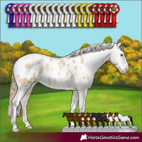 Horse Color:Buckskin Pearl Sabino Tobiano Frame Appaloosa 