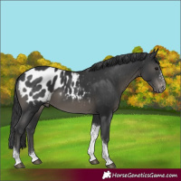 Horse Color:Black Sabino Tobiano Appaloosa 