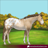 Horse Color:Buckskin Pearl Sabino Tobiano Blanket