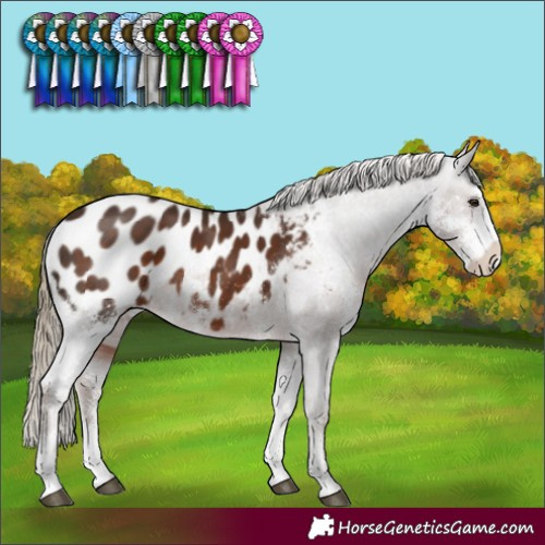 Horse Color:Liver Chestnut Sabino Appaloosa Rabicano 