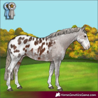 Horse Color:Liver Chestnut Sabino Appaloosa Rabicano