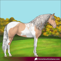 Horse Color:Silver Amber Champagne Tobiano