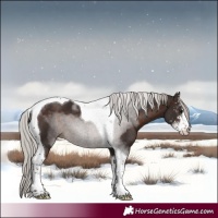 Horse Color:Silver Brown Sabino Tobiano 