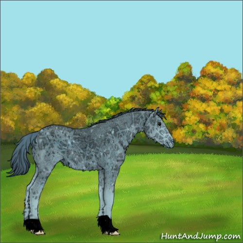 Horse Color:ERROR: UNKNOWN ANOMALY
