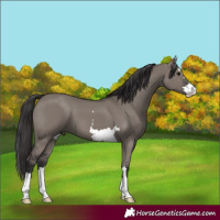 Horse Color:Smoky Grullo