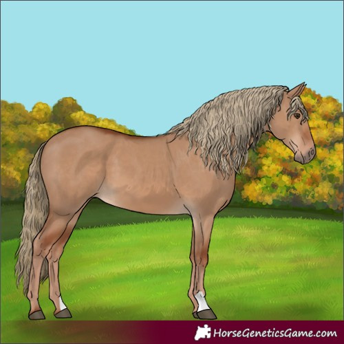 Horse Color:Red Dun 
