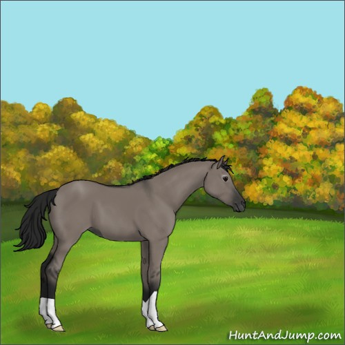 Horse Color:Gray Grullo 