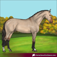 Horse Color:Bay Dun
