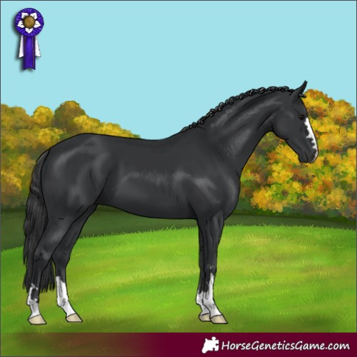 Horse Color:Black 