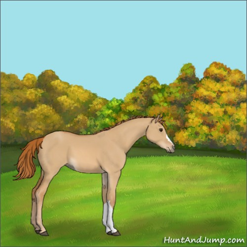 Horse Color:Red Dun 
