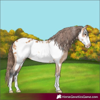 Horse Color:Bay Dun Frame Appaloosa 