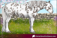 Horse Color:Platinum Silver Black Splash Tobiano Appaloosa