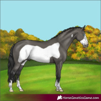 Horse Color:Grullo Frame
