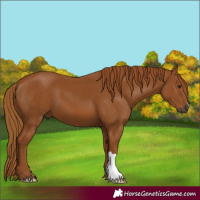 Horse Color:Gray Chestnut 