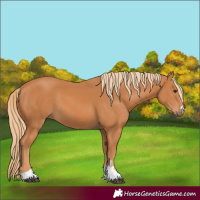Horse Color:Chestnut 