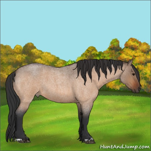 Horse Color:Bay Roan Dun 