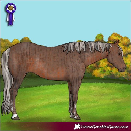Horse Color:White Spotted Bay Rabicano  and Silver Black Rabicano 