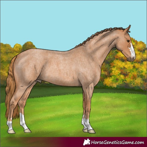 Horse Color:Red Roan 