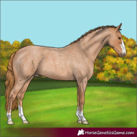 Horse Color:Red Roan 