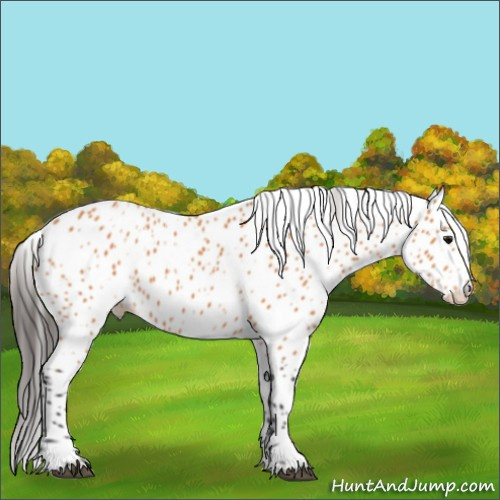Horse Color:Bay Appaloosa 
