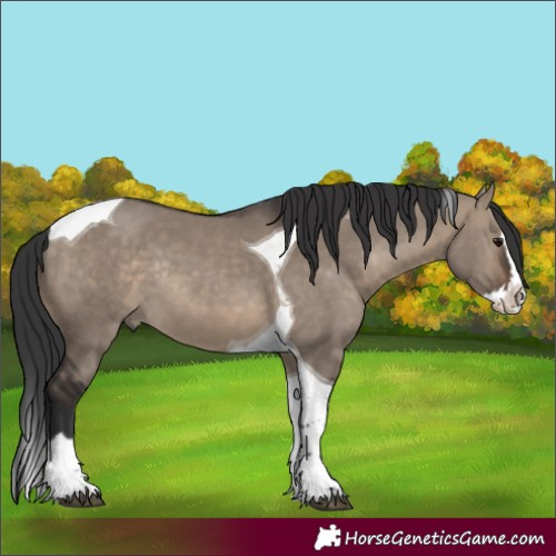 Horse Color:Brown Dun Splash Tobiano Rabicano 